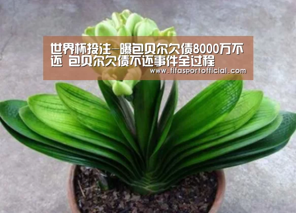 世界杯投注-曝包贝尔欠债8000万不还 包贝尔欠债不还事件全过程(图1) FIFA世界杯